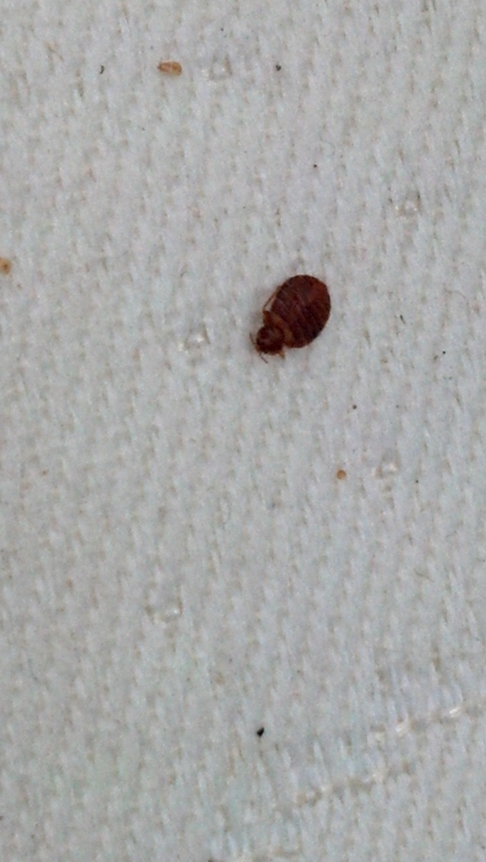 How-To-Kill-and-Get-Rid-Of-BedBugs.jpg