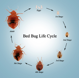 bed bug life cycle