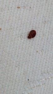 How To Kill and Get Rid Of BedBugs
